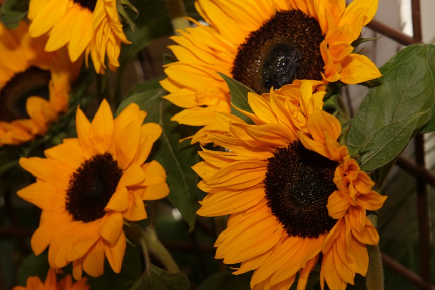 Flower Festival 2019